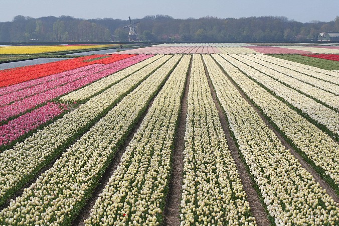 Rozsáhlá pole tulipánů v různých barvách vysázená v dlouhých řadách